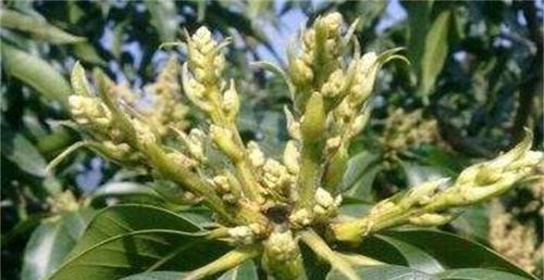 芒果花期管理方法与要点是什么？如何确保芒果花期的健康生长？