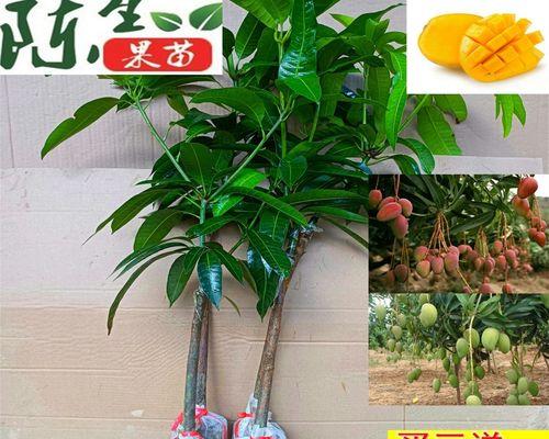 芒果盆栽能结果吗？盆栽芒果的种植和养护技巧是什么？