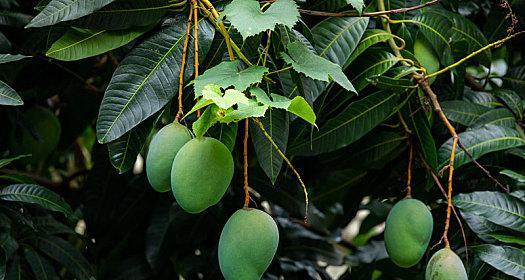 芒果属于什么植物类型？它是如何分类的？