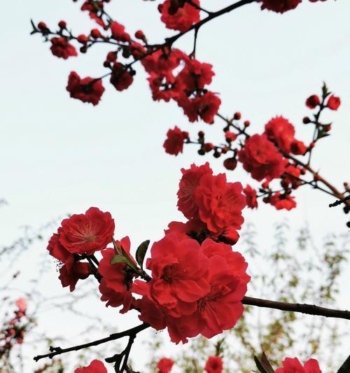 桃花的花语具体是什么？桃花代表什么意义？