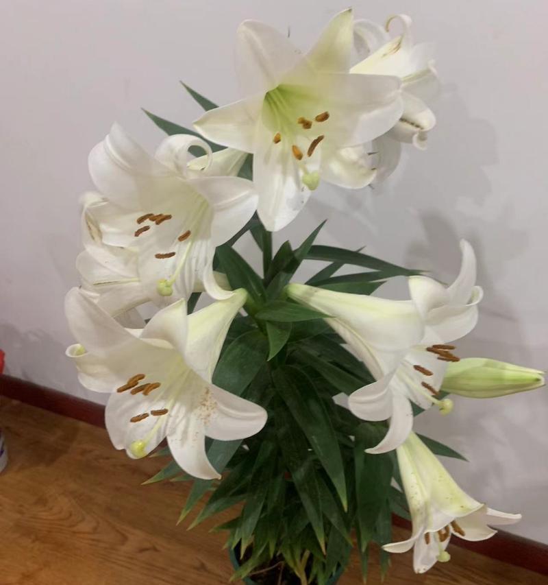 百合花象征纯洁是什么意思？百合纯洁的含义是什么？