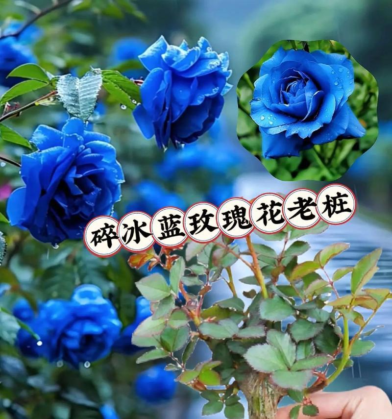 六一儿童节适合送哪种玫瑰花？玖瑰花语是什么？