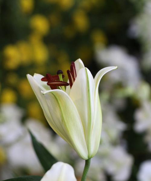 分手后收到百合花代表什么？