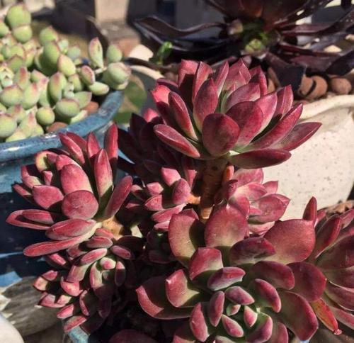 植物长徒现象说明了什么问题？