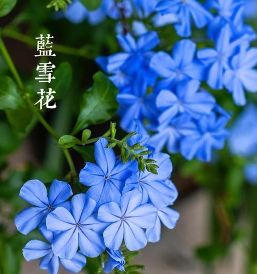 如何测试自己的花语？花语测试能揭示什么信息？