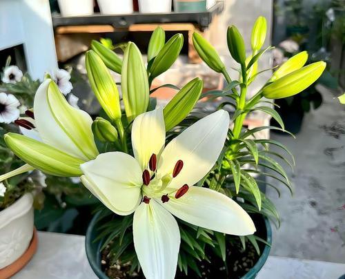 百合花在车内摆放代表什么？有哪些特别的含义？