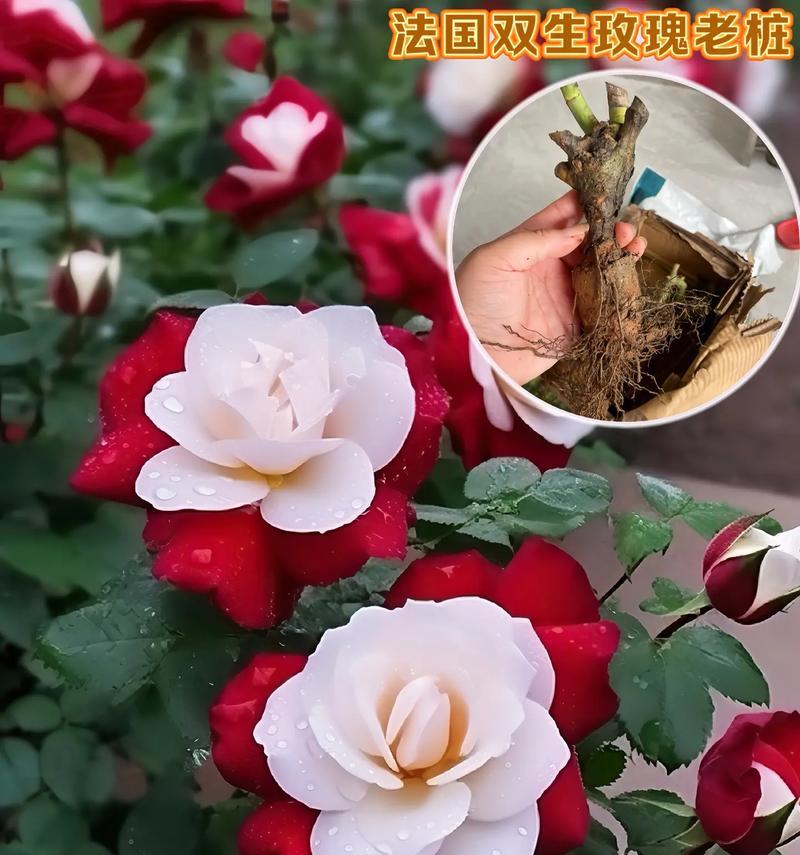 红玫瑰和白玫瑰分别象征了哪种女性特质？