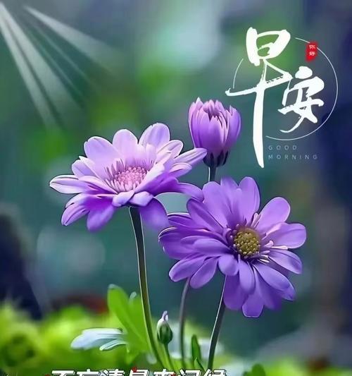 哪种花的寓意最能触动人心？