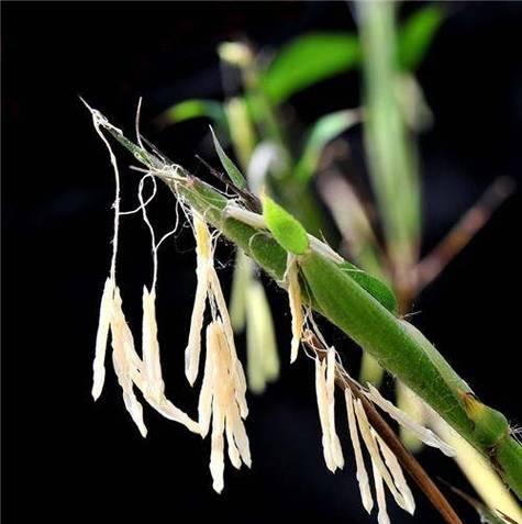 竹子的花语代表什么？竹子开花有何特殊含义？