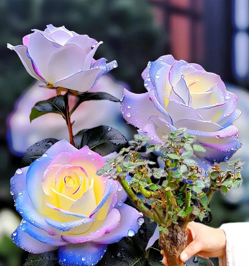 眼角纹玫瑰花有何象征意义？纹玫瑰花在眼角的含义是什么？