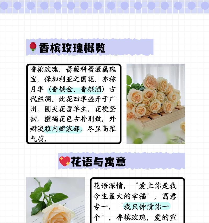 香槟色玫瑰的花语是什么？香槟色玫瑰代表了什么？