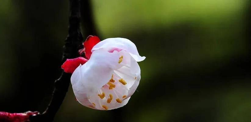 杏花的花语是什么？杏花象征着什么？