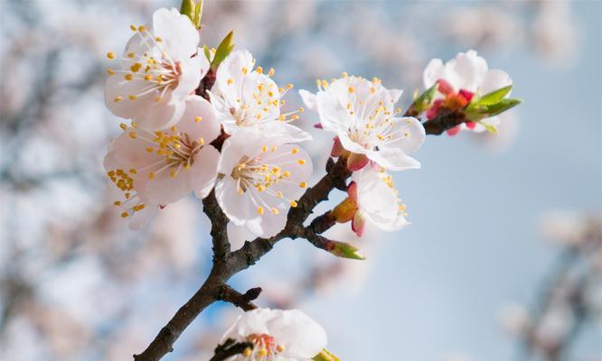 杏花的花语是什么？杏花象征着什么？