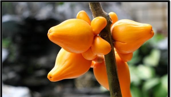 橙色簪花代表什么意义？