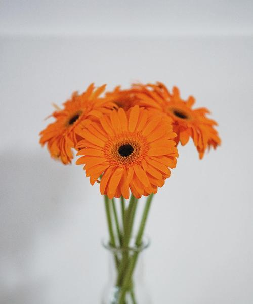 橙色簪花代表什么意义？