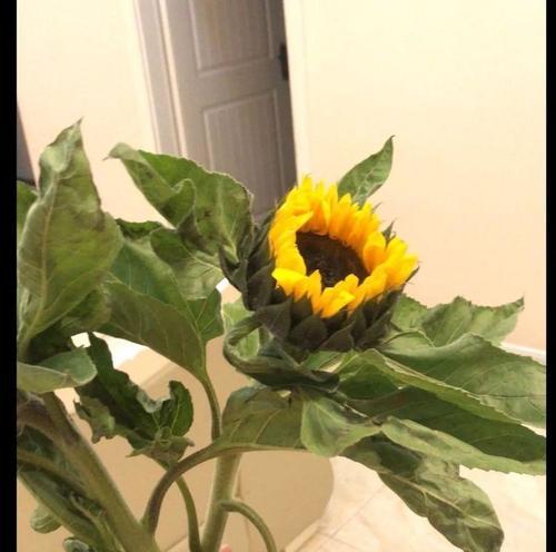 歪头玫瑰花的特殊含义是什么？