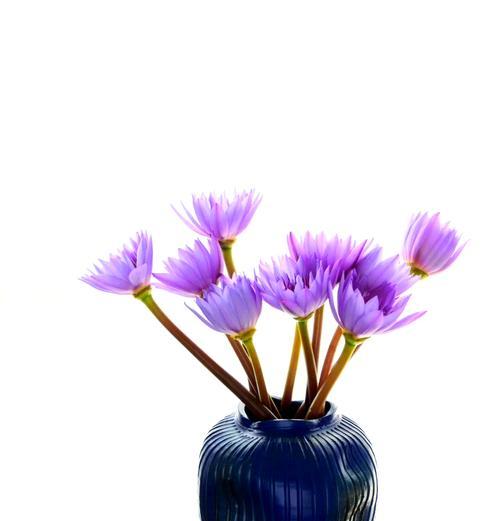睡莲代表了哪些花语？