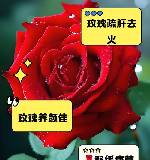 烧火玫瑰花有何寓意？烧火玫瑰花在传统中象征着什么？
