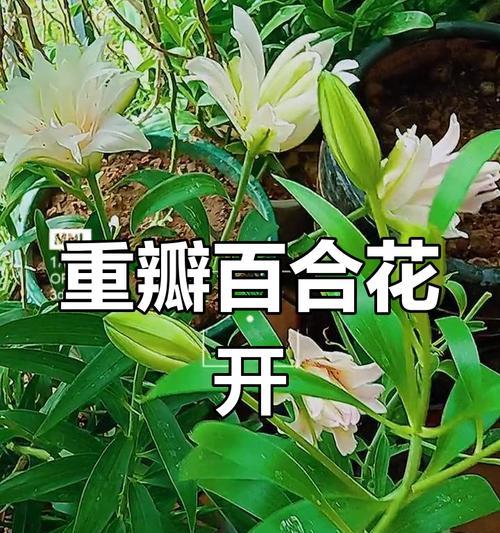 醒来闻到百合香味代表什么？百合香味有何寓意？