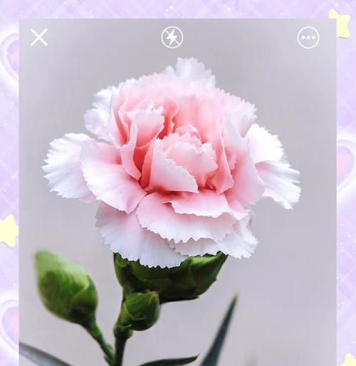 康乃馨作为自赠礼物有何含义？康乃馨花语代表了哪些情感？
