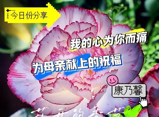 康乃馨作为自赠礼物有何含义？康乃馨花语代表了哪些情感？
