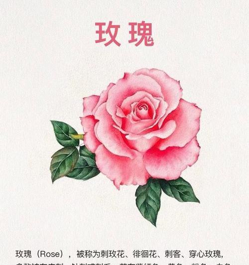 粉色玫瑰形容女生有何含义？送粉色玫瑰的正确时机是什么？