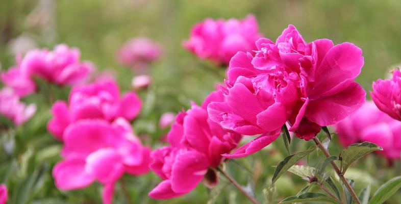 蒂贝类型花卉是什么意思？花卉醒花步骤有哪些？