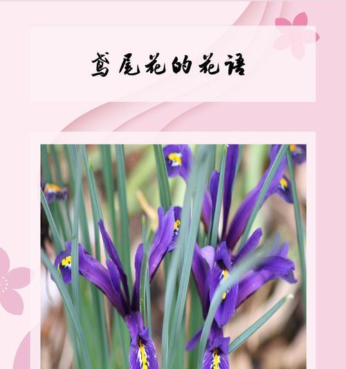 熏衣草的花语有何深意？它在情感中代表什么？