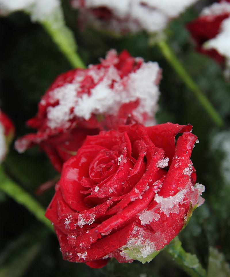 雪中红玫瑰花的寓意和象征意义是什么？它通常用来表达什么？