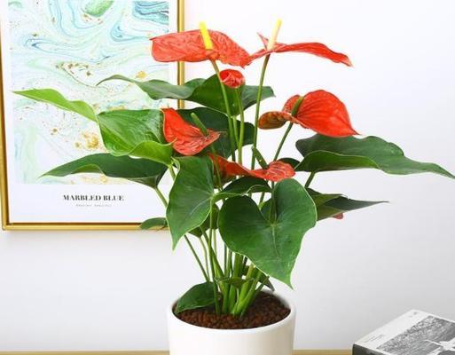 红掌花代表了哪些情感和愿望？