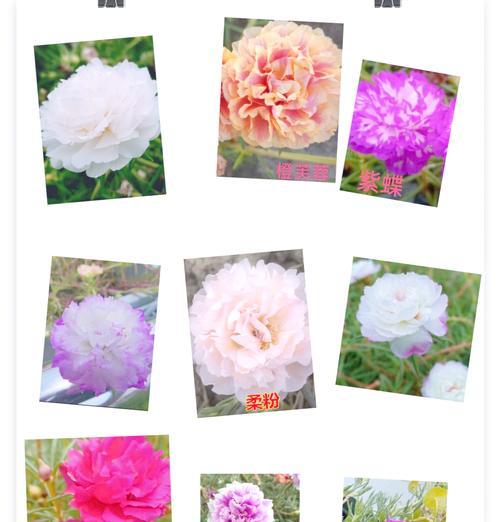 小太阳玫瑰花通常代表什么？