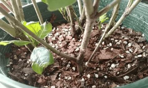 盆栽空盆有什么特殊含义吗？