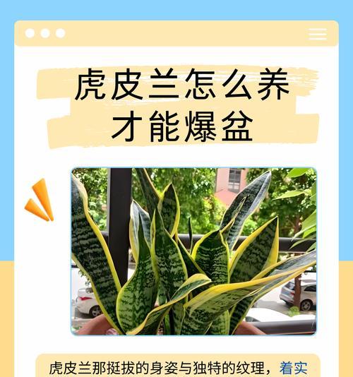 虎皮兰的花语及其在送礼中的意义是什么？