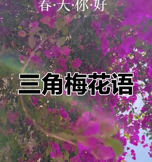 梅花语代表什么含义？梅花的花语有哪些？