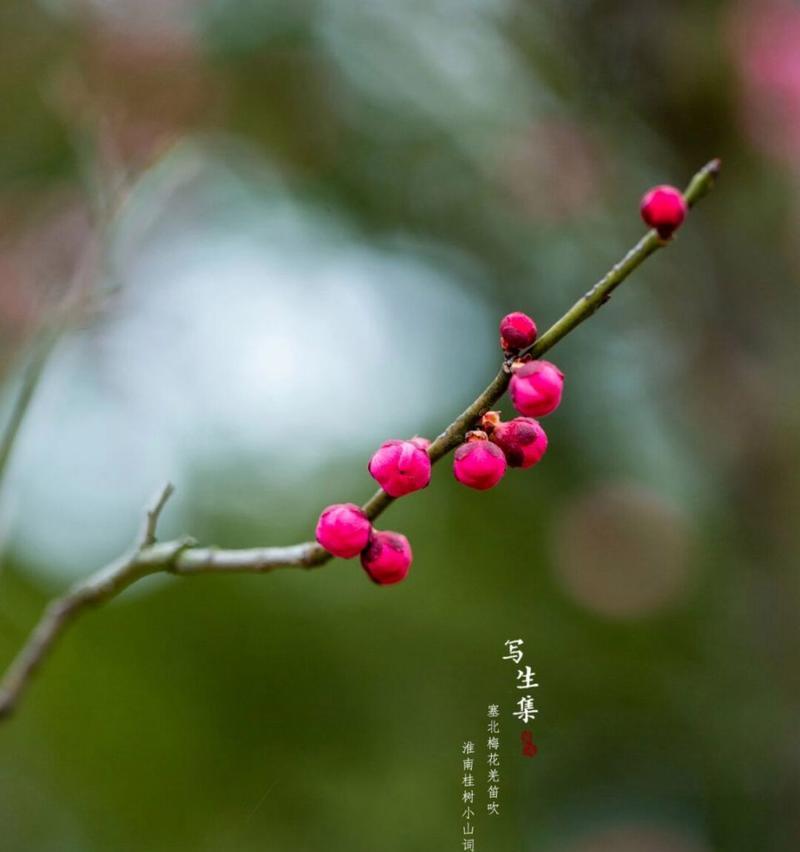 梅花语代表什么含义？梅花的花语有哪些？