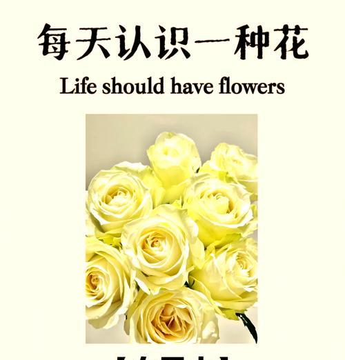 见男朋友时送白玫瑰有何寓意？