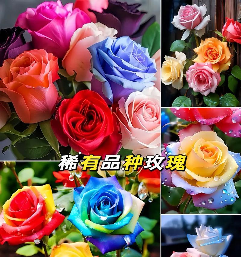 不同颜色的玫瑰花都有哪些象征意义？