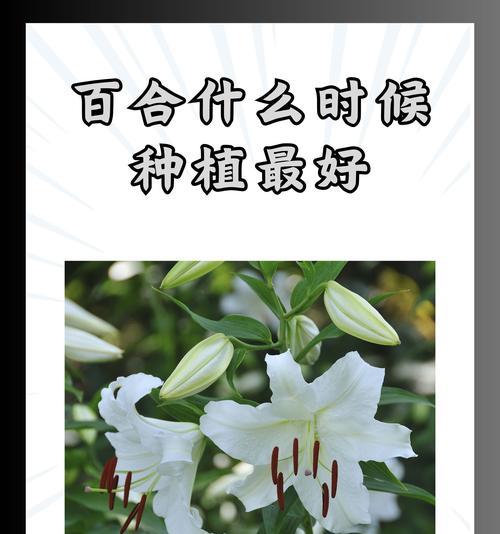 七朵百合花代表什么意义？送七朵百合有何特别含义？