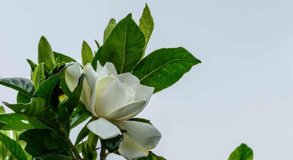 栀子花代表什么意义？