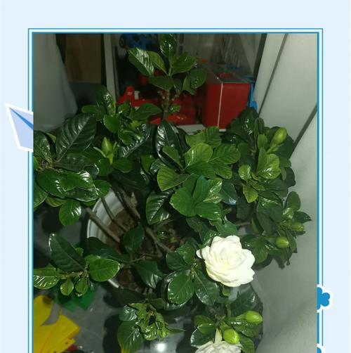 栀子花代表什么意义？