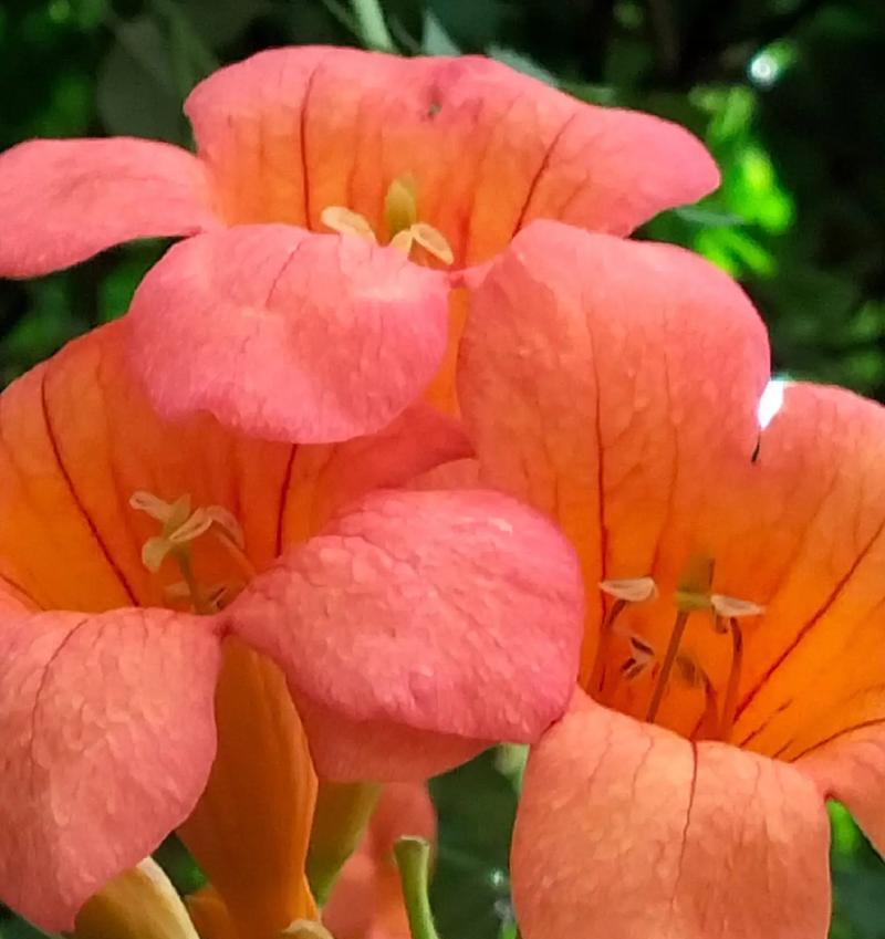 凌霄花的花语有哪些？它在花语中代表了什么？
