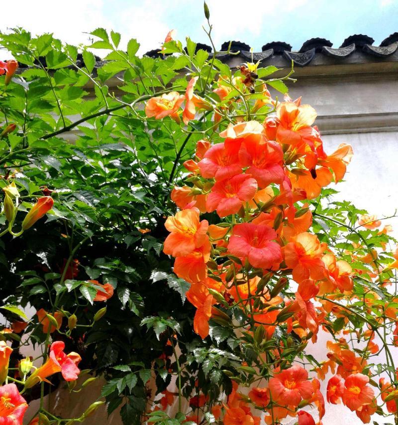凌霄花的花语有哪些？它在花语中代表了什么？