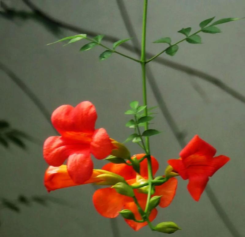 凌霄花的花语有哪些？它在花语中代表了什么？