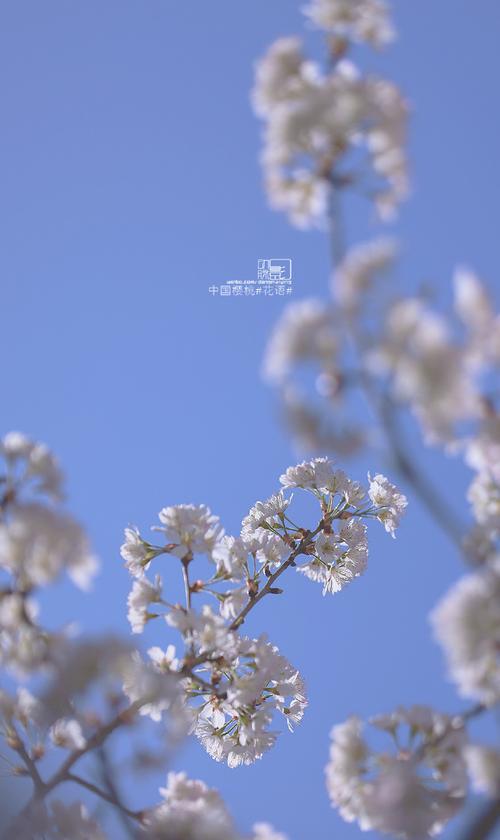 樱桃花的花语有哪些？