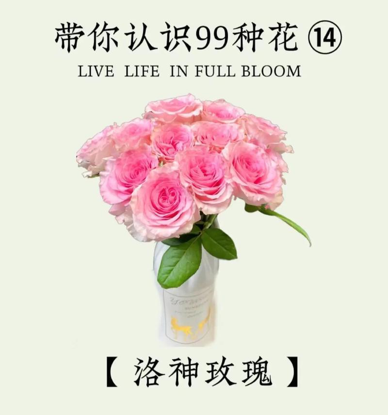 雾里送玫瑰花的含义是什么？它代表了什么？