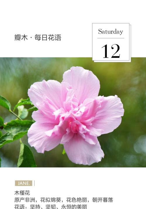 哪种花的花语代表错过？它的含义是什么？