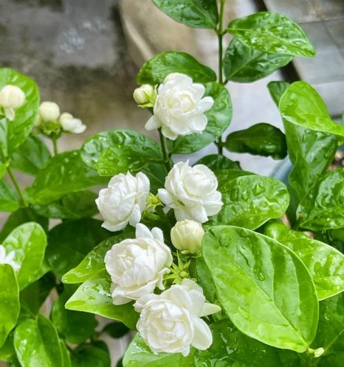 七朵洛神玫瑰花的花语是什么？它在爱情中象征什么？