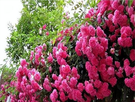 哪些花卉名字寓意简单美好？它们各自代表什么？