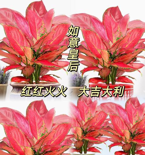 哪些花卉名字寓意简单美好？它们各自代表什么？