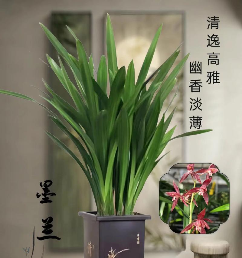盆栽默兰是什么意思？它代表的花朵有哪些？